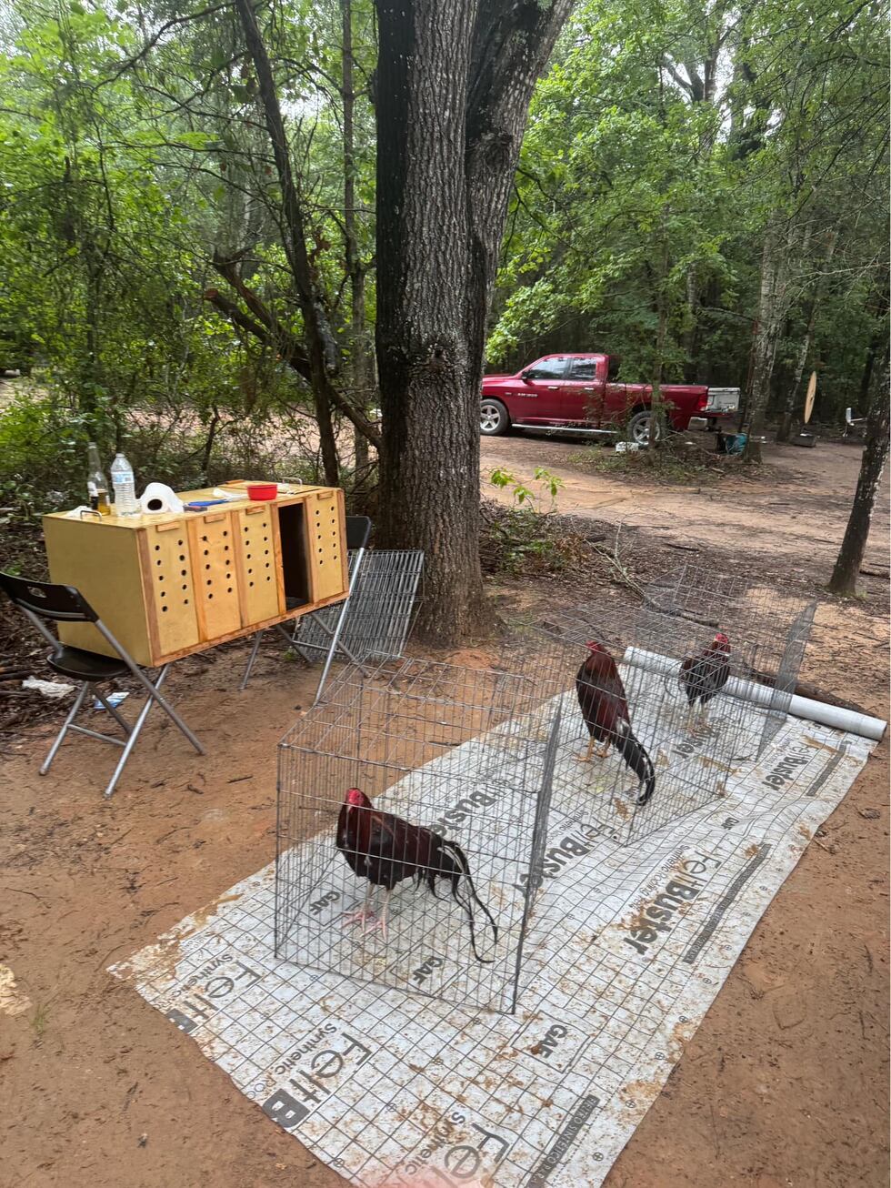 Se incautaron un total de 89 gallos vivos y 2 aves muertas, junto con 26 vehículos y una gran...