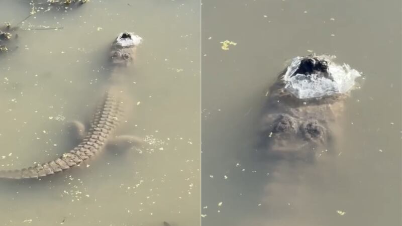 En el vídeo, el propietario de Gator Country, Gary Saurage, señala a un caimán que permanece...