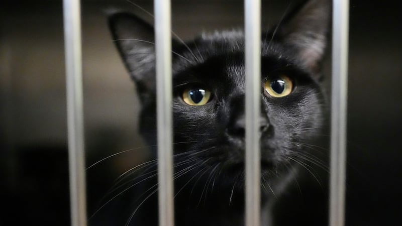 Un gato mascota en el refugio New Leash On Life en Lebanon, Tennessee, el 6 de noviembre del...